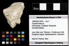 Foto (Objekt + Etiketten) von Goniodromites sp. 